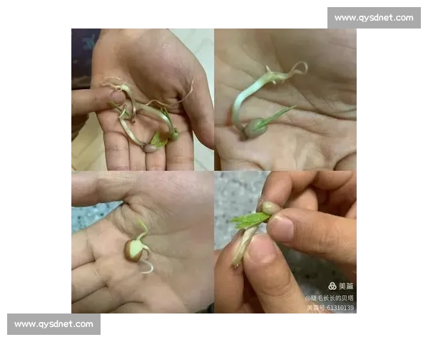 夹绿豆比赛挑战赛 快速灵活大比拼 谁才是真正的夹豆高手 夹绿豆比赛挑战赛 快速灵活大比拼 谁才是真正的夹豆高手